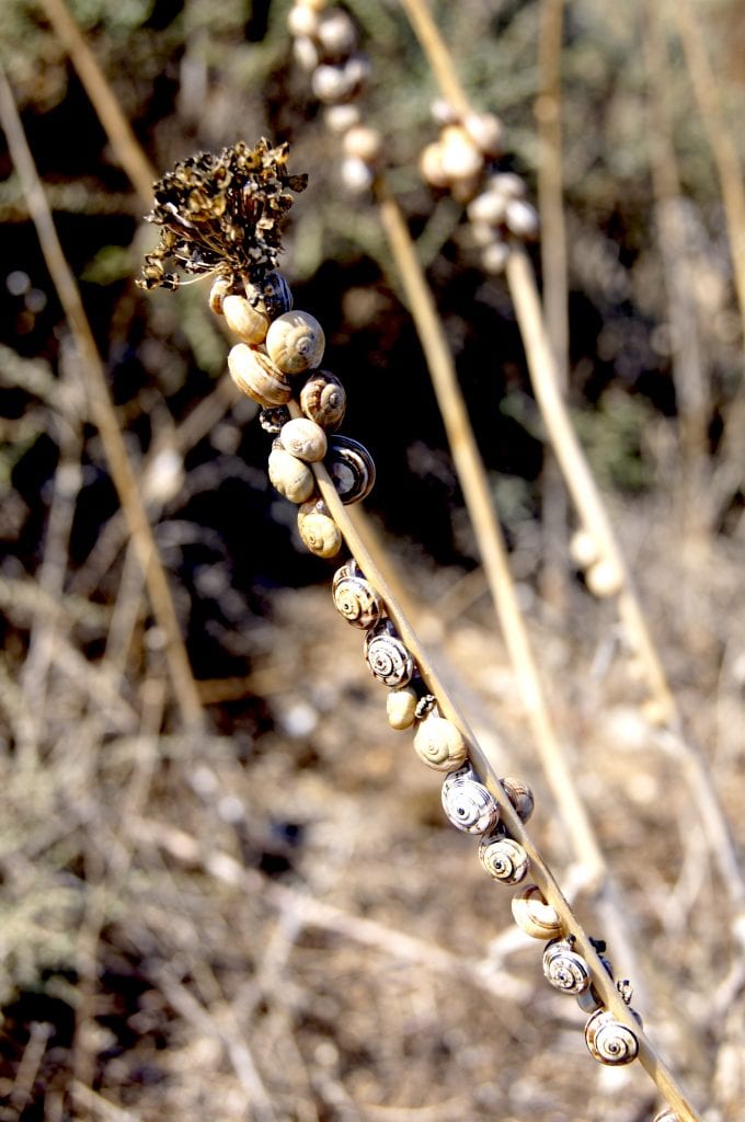 Snails on Plant Algarve