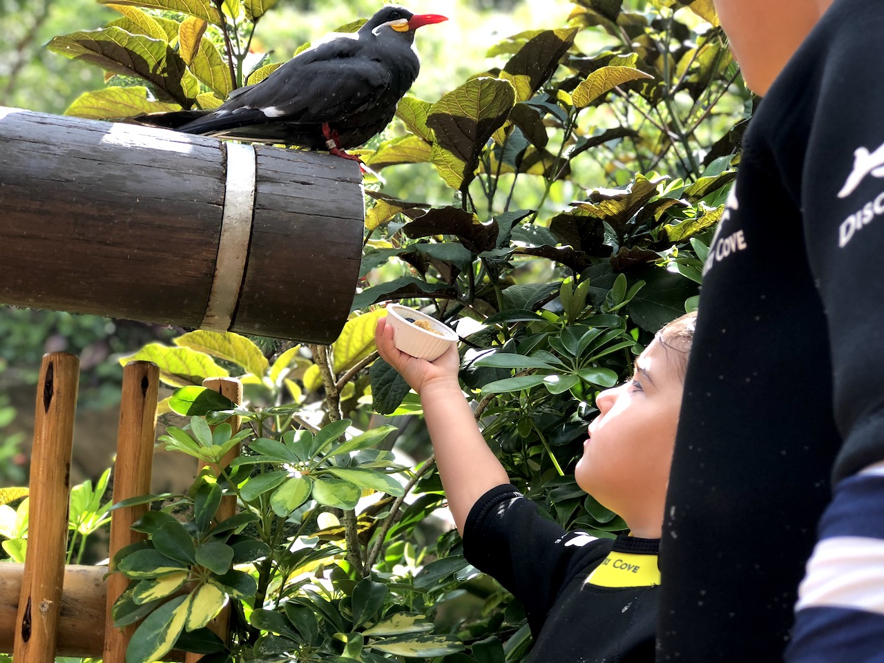 Discovery Cove Birds