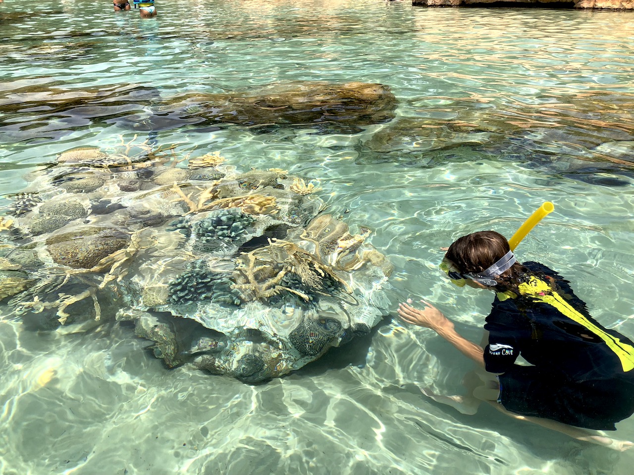 Discovery Cove Coral