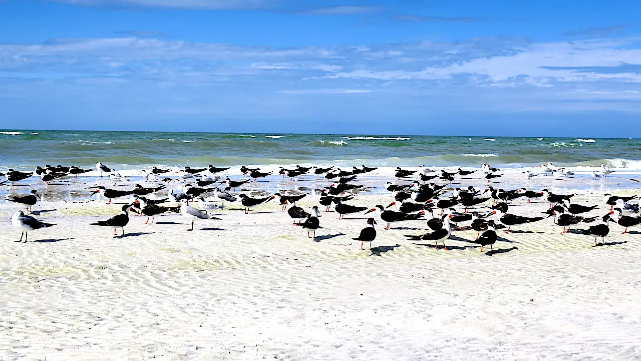Fort de Soto Beach is very natural, including a array of Florida birds