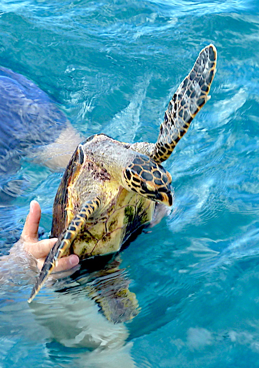 Hilton Labriz Scuba Diving Turtle