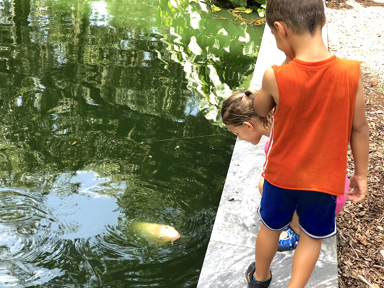 Koi Fish at Bok Tower Gardens