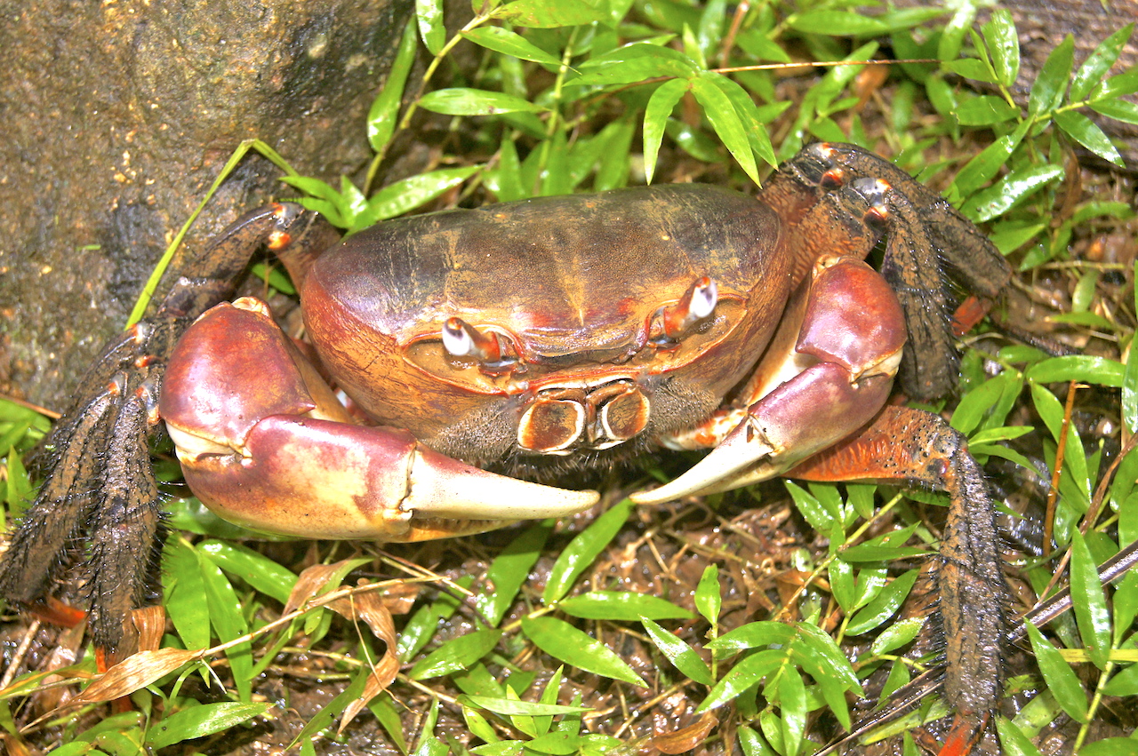 Silhouette Seychelles Crab