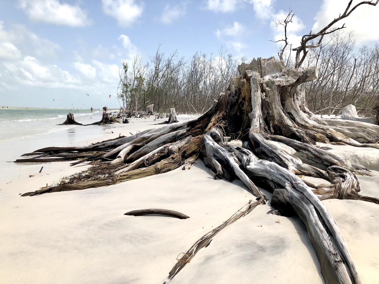 The nature is everywhere at Fort de Soto park, all the way to the beach itself