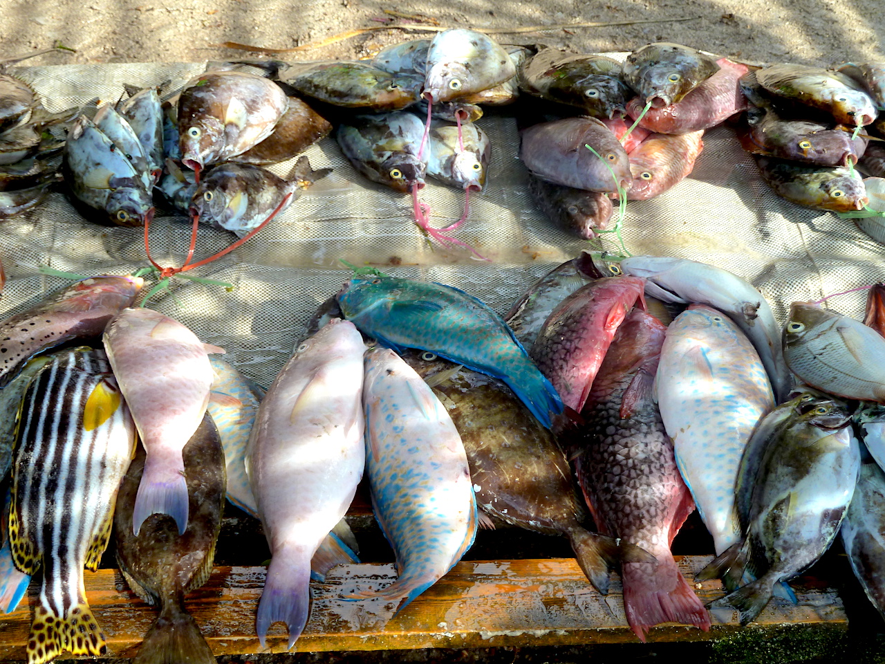 Fish on the side of the road on Mahé, Seychelles. #FishMarket #Mahe #Seychelles #SeychellesBeach
