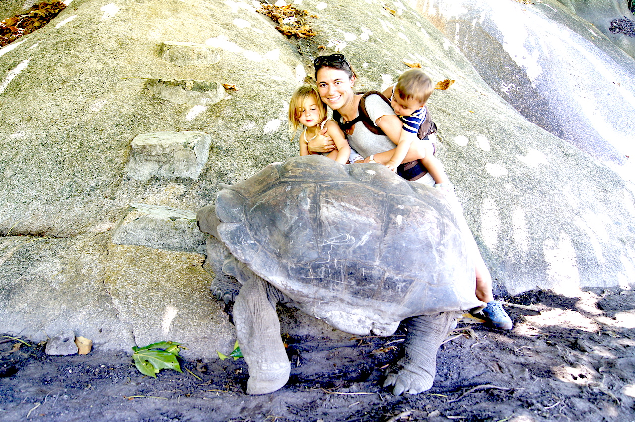Giant tortoise on La Digue, Seychelles. One of the most beautiful Seychelles Islands! #Seychelles #LaDigue #SeychellesBeach #LaDigueSeychelles #NatureWalk #Tortoise