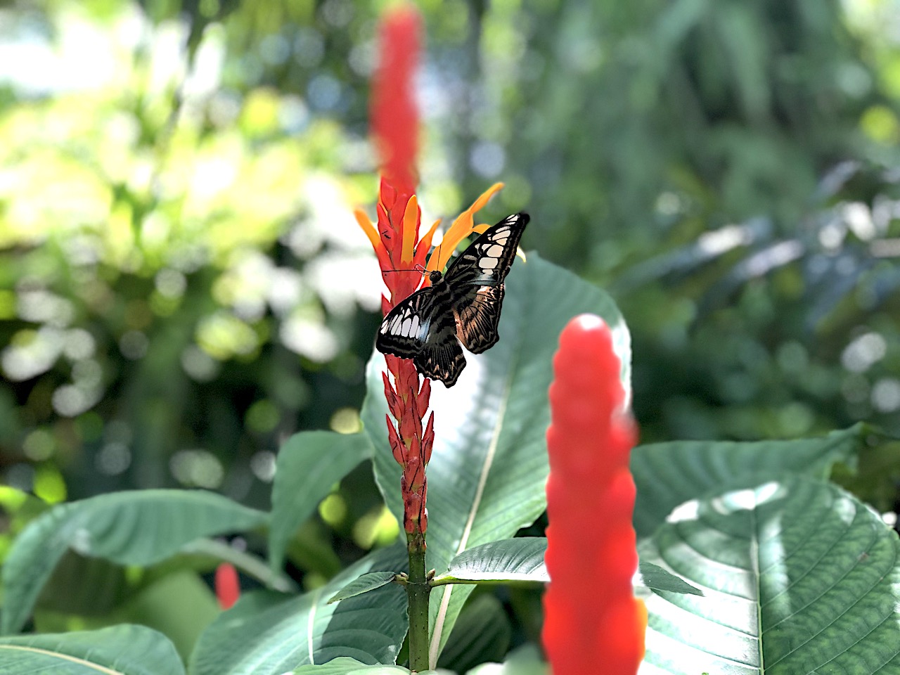 Butterfly Rainforest, Gainesville - 2-day itinerary for families in Gainesville, FL #gainesville #florida #tourofflorida #alachuacounty #gainesvilleFL #universityofflorida #UF #gogators #Gainesvillewithkids #gainesvilleitinerary