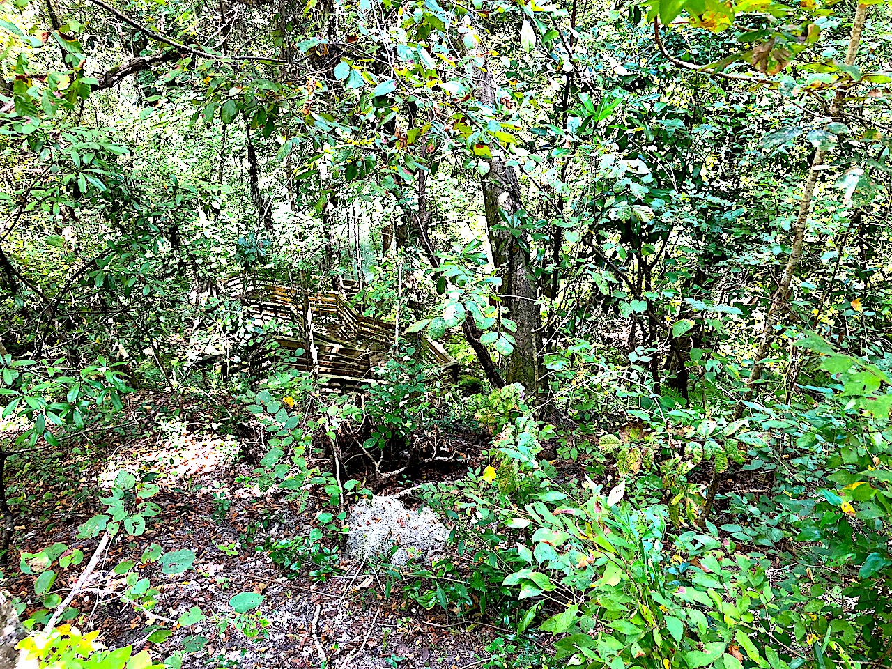 Devil's Millhopper State Park Boardwalk - 2-day itinerary for families in Gainesville, FL #gainesville #florida #tourofflorida #alachuacounty #gainesvilleFL #universityofflorida #UF #gogators #Gainesvillewithkids #gainesvilleitinerary