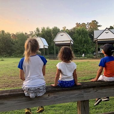 UF Bat Houses with Kids - 2-day itinerary for families in Gainesville, FL #gainesville #florida #tourofflorida #alachuacounty #gainesvilleFL #universityofflorida #UF #gogators #Gainesvillewithkids #gainesvilleitinerary
