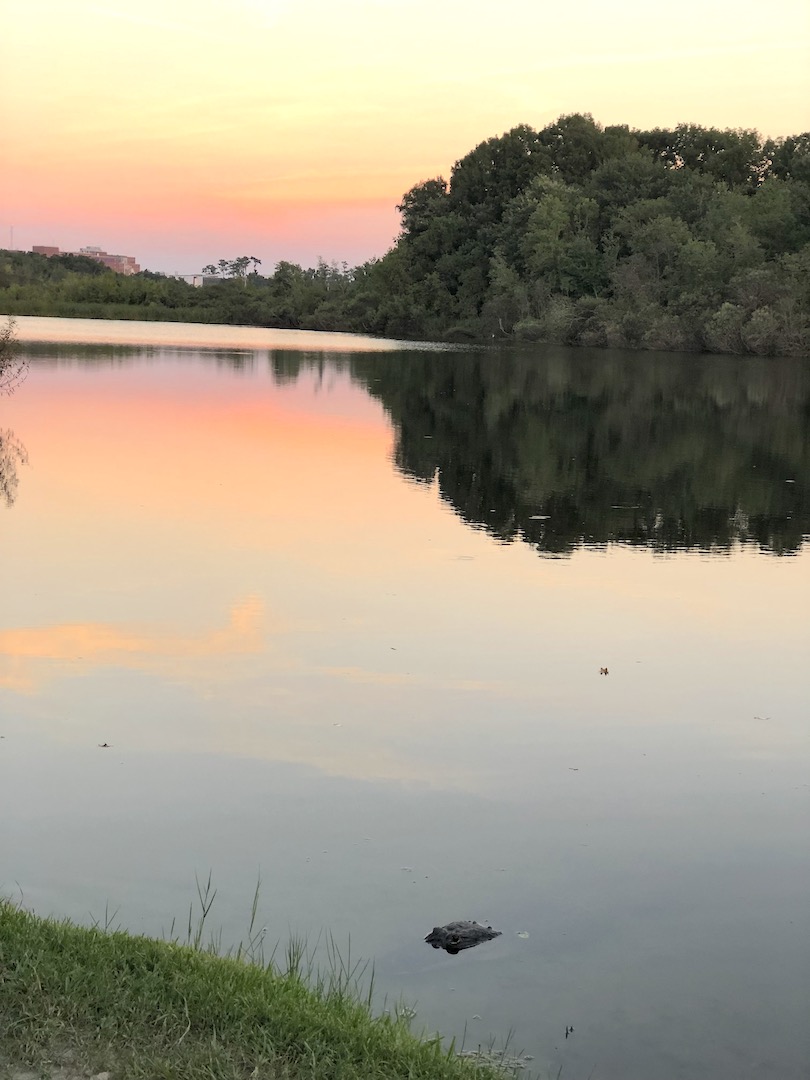 Gator on Lake Alice - 2-day itinerary for families in Gainesville, FL #gainesville #florida #tourofflorida #alachuacounty #gainesvilleFL #universityofflorida #UF #gogators #Gainesvillewithkids #gainesvilleitinerary
