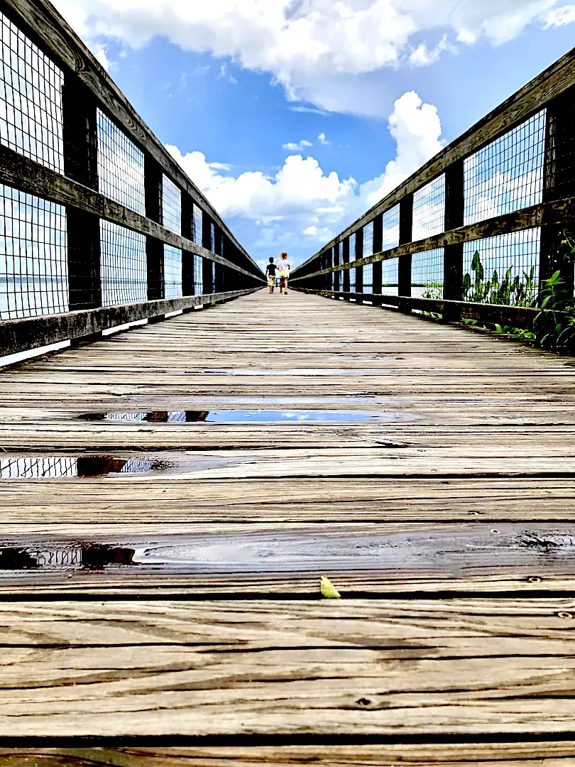 Paynes Prairie Preserve State Park - 2-day itinerary for families in Gainesville, FL #gainesville #florida #tourofflorida #alachuacounty #gainesvilleFL #universityofflorida #UF #gogators #Gainesvillewithkids #gainesvilleitinerary 