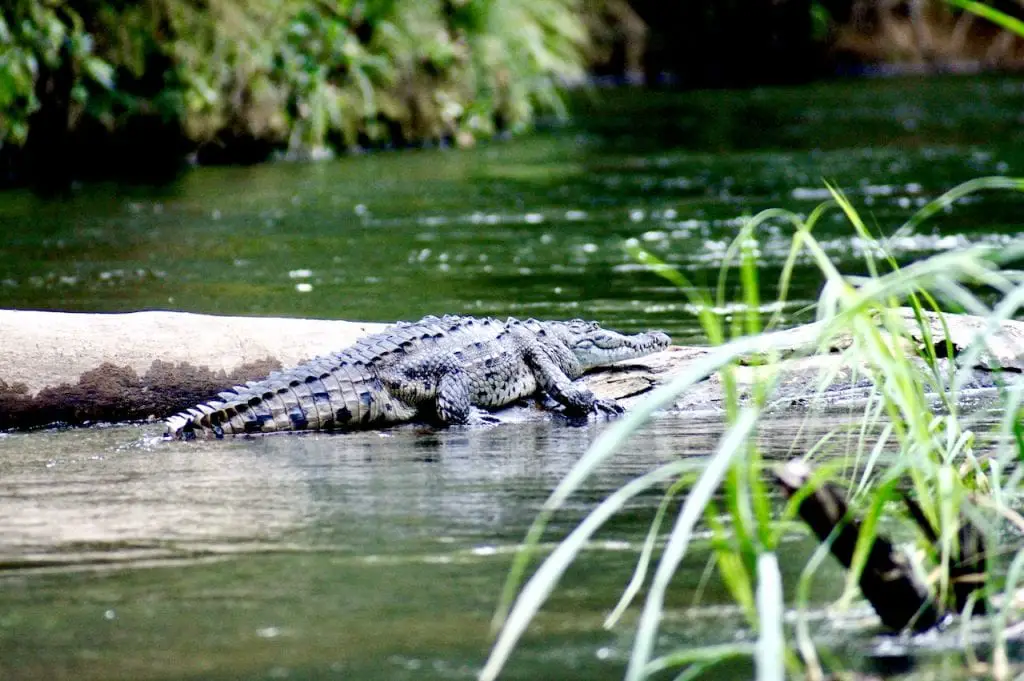 Costa Rica Family Adventure in La Fortuna - with Desafio Adventures | Family friendly tour in Costa Rica | Kid Friendly Costa Rica | La Fortuna, Costa Rica | Safari float in Costa Rica | River Safari | Iguanas in Costa Rica | Crocodile in Costa Rica | Costa Rica with Kids | #costarica #costaricawithkids #familytravel #familytravelblog #desafioCR #desafio #desafioadventures #costaricatour #travelingwithkids