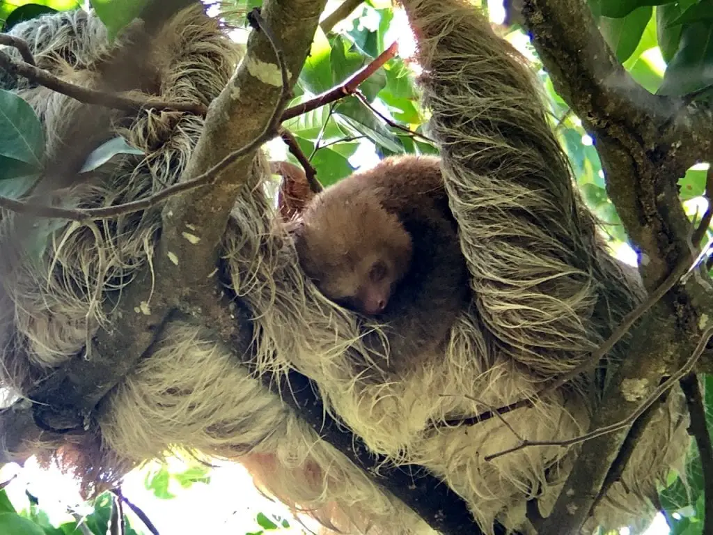 Parque Nacional Manuel Antonio with Kids | Costa Rica with kids | National Park Manuel Antonio | Playa Manuel Antonio | Traveling with kids | Central America | Family Travel Blog | #costarica #costaricawithkids #manuelantonio #parquenacionalmanuelantonio #traveltips #costaricatips #familytravel #travelfamily #familytravelblog