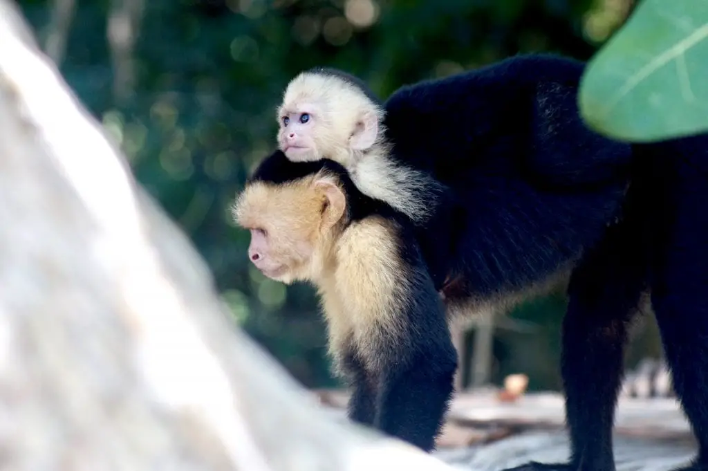 Parque Nacional Manuel Antonio with Kids | Costa Rica with kids | National Park Manuel Antonio | Playa Manuel Antonio | Traveling with kids | Central America | Family Travel Blog | #costarica #costaricawithkids #manuelantonio #parquenacionalmanuelantonio #traveltips #costaricatips #familytravel #travelfamily #familytravelblog