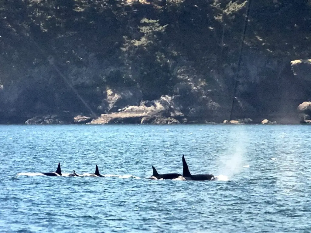 Family Roadtrip Through Washington State on the Cascade Loop | Island Adventures Whale Watching near Seattle | Whidbey Island | Fort Casey Inn | San Juan Islands | Whale Watching Cruise | Family Travel | #familytravel #familyroadtrip #cascadeloop #washingtonstate #whalewatching