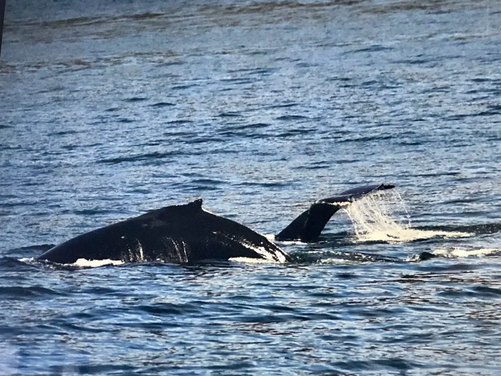 Family Roadtrip Through Washington State on the Cascade Loop | Island Adventures Whale Watching near Seattle | Whidbey Island | Fort Casey Inn | San Juan Islands | Whale Watching Cruise | Family Travel | #familytravel #familyroadtrip #cascadeloop #washingtonstate #whalewatching