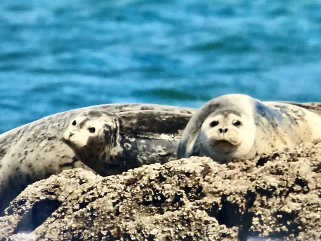 Family Roadtrip Through Washington State on the Cascade Loop | Island Adventures Whale Watching near Seattle | Whidbey Island | Fort Casey Inn | San Juan Islands | Whale Watching Cruise | Family Travel | #familytravel #familyroadtrip #cascadeloop #washingtonstate #whalewatching