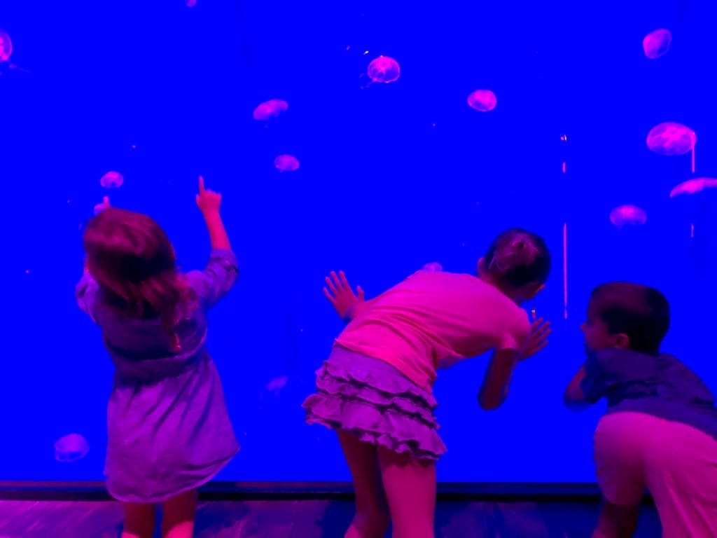 5 Reasons To Visit SEALife Orlando | Orlando attractions that are not theme parks | SEALife Orlando aquarium | Orlando with kids | ICON Park Orlando | Orlando eye | Florida aquarium | #sealife #sealifeorlando #orlandoaquarium #orlandoattractions #orlandowithkids