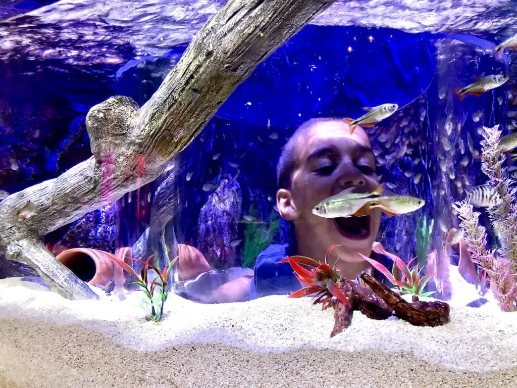 5 Reasons To Visit SEALife Orlando | Orlando attractions that are not theme parks | SEALife Orlando aquarium | Orlando with kids | ICON Park Orlando | Orlando eye | Florida aquarium | #sealife #sealifeorlando #orlandoaquarium #orlandoattractions #orlandowithkids