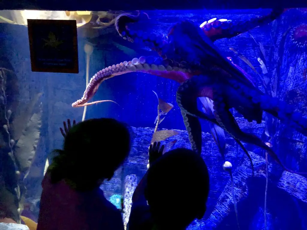 5 Reasons To Visit SEALife Orlando | Orlando attractions that are not theme parks | SEALife Orlando aquarium | Orlando with kids | ICON Park Orlando | Orlando eye | Florida aquarium | #sealife #sealifeorlando #orlandoaquarium #orlandoattractions #orlandowithkids