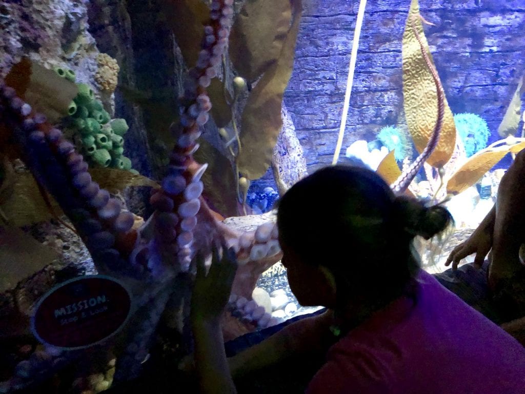 5 Reasons To Visit SEALife Orlando | Orlando attractions that are not theme parks | SEALife Orlando aquarium | Orlando with kids | ICON Park Orlando | Orlando eye | Florida aquarium | #sealife #sealifeorlando #orlandoaquarium #orlandoattractions #orlandowithkids