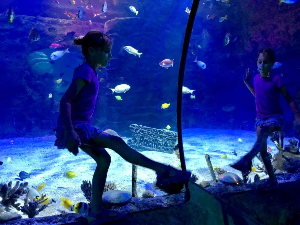 5 Reasons To Visit SEALife Orlando | Orlando attractions that are not theme parks | SEALife Orlando aquarium | Orlando with kids | ICON Park Orlando | Orlando eye | Florida aquarium | #sealife #sealifeorlando #orlandoaquarium #orlandoattractions #orlandowithkids