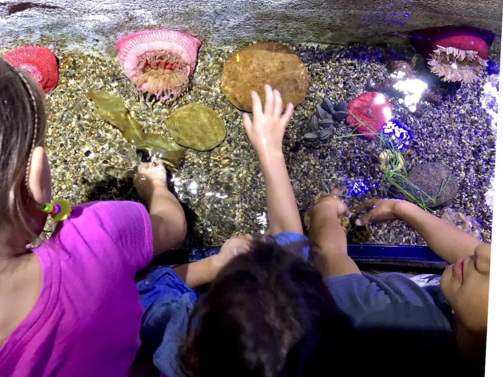 5 Reasons To Visit SEALife Orlando | Orlando attractions that are not theme parks | SEALife Orlando aquarium | Orlando with kids | ICON Park Orlando | Orlando eye | Florida aquarium | #sealife #sealifeorlando #orlandoaquarium #orlandoattractions #orlandowithkids