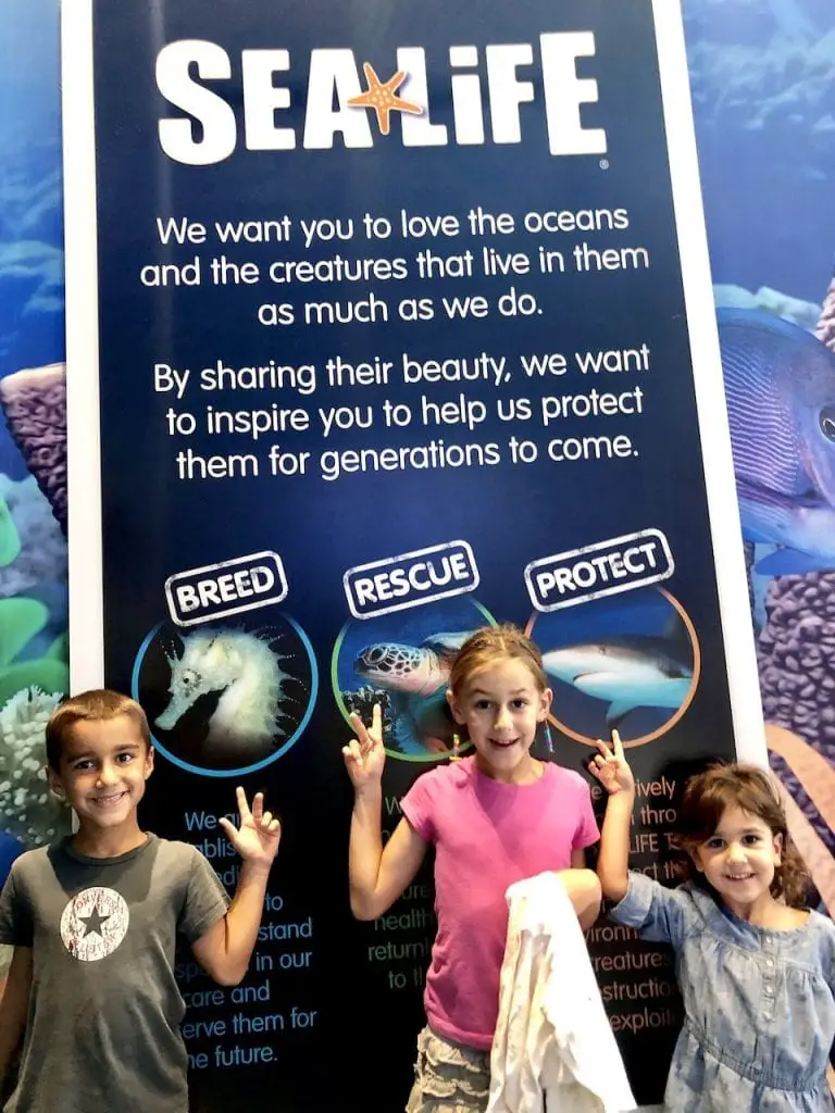 5 Reasons To Visit SEALife Orlando | Orlando attractions that are not theme parks | SEALife Orlando aquarium | Orlando with kids | ICON Park Orlando | Orlando eye | Florida aquarium | #sealife #sealifeorlando #orlandoaquarium #orlandoattractions #orlandowithkids