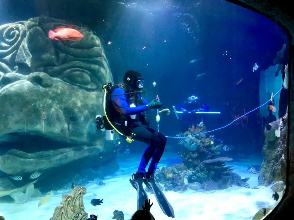 5 Reasons To Visit SEALife Orlando | Orlando attractions that are not theme parks | SEALife Orlando aquarium | Orlando with kids | ICON Park Orlando | Orlando eye | Florida aquarium | #sealife #sealifeorlando #orlandoaquarium #orlandoattractions #orlandowithkids