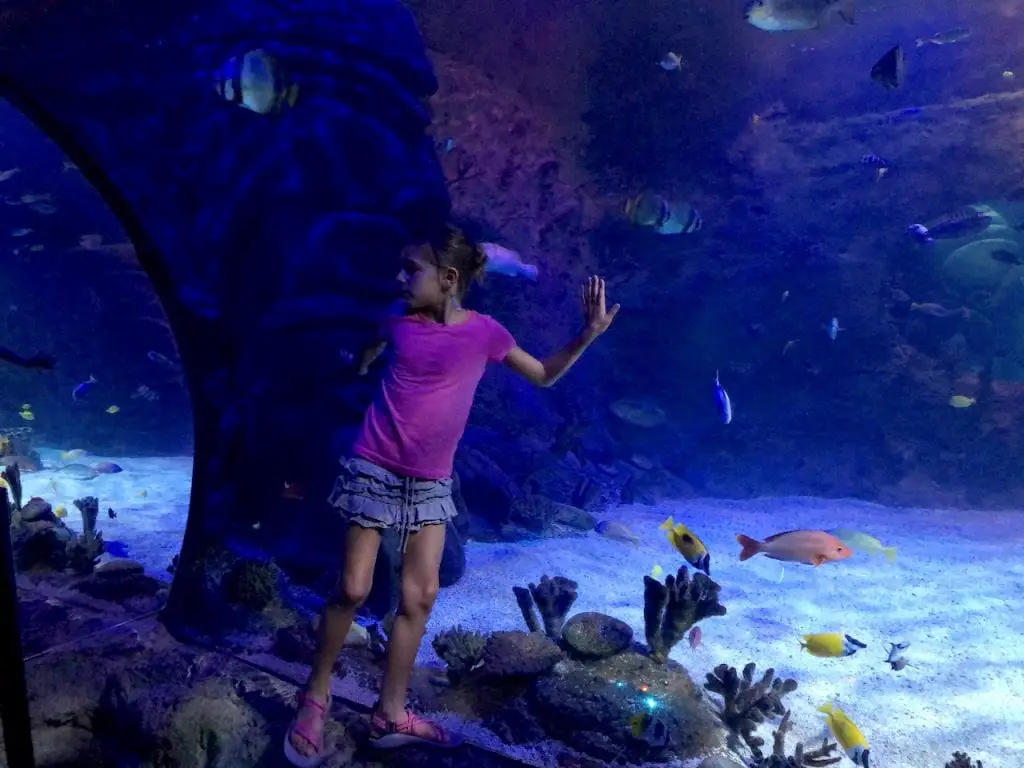 5 Reasons To Visit SEALife Orlando | Orlando attractions that are not theme parks | SEALife Orlando aquarium | Orlando with kids | ICON Park Orlando | Orlando eye | Florida aquarium | #sealife #sealifeorlando #orlandoaquarium #orlandoattractions #orlandowithkids