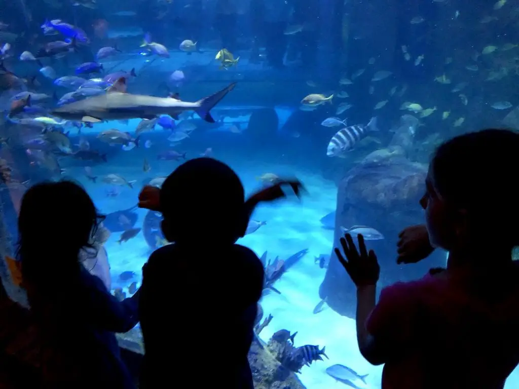 5 Reasons To Visit SEALife Orlando | Orlando attractions that are not theme parks | SEALife Orlando aquarium | Orlando with kids | ICON Park Orlando | Orlando eye | Florida aquarium | #sealife #sealifeorlando #orlandoaquarium #orlandoattractions #orlandowithkids