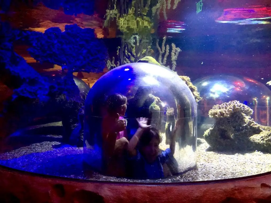 5 Reasons To Visit SEALife Orlando | Orlando attractions that are not theme parks | SEALife Orlando aquarium | Orlando with kids | ICON Park Orlando | Orlando eye | Florida aquarium | #sealife #sealifeorlando #orlandoaquarium #orlandoattractions #orlandowithkids