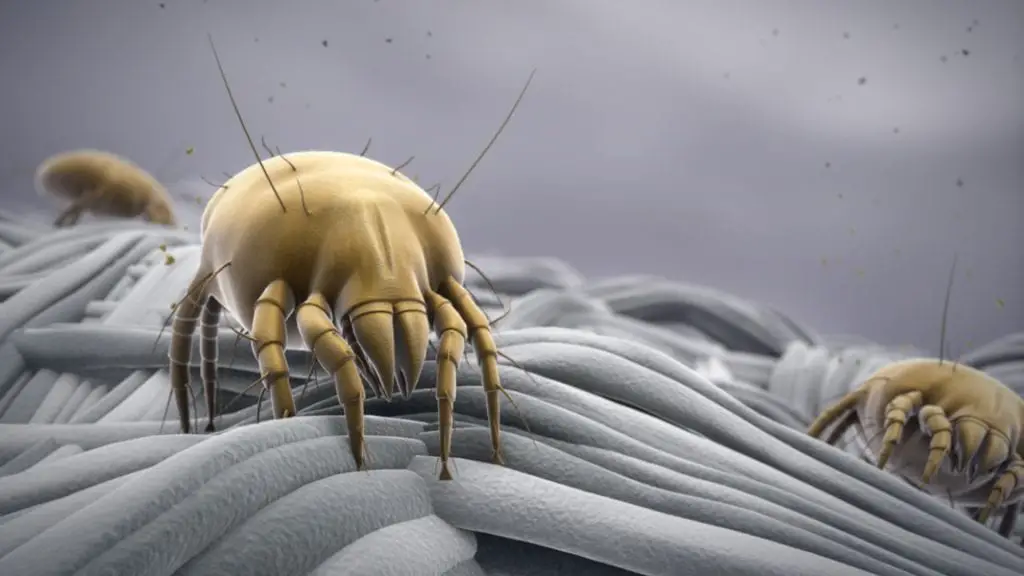 Everything You Need To Know About Dust Mites And Tips To Protect Yourself And Your Home | Dust mites are in your pillow | Dust mite allergies | SonicGuard Miteless | Dust mite protection | Fight allergies naturally | Chemical-free dust mite treatment | Allergy tips | #chemicalfree #ultrasonicwaves #dustmites #dusmiteallergy #allergytips @frugalforluxury #sonicguard #stopallergies #familylifestyle