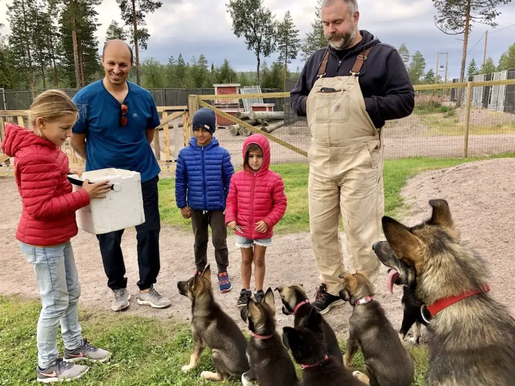 Amazing Dog Sledging In Rovaniemi With Kids - At Bearhill Husky Tours | Visiting Rovaniemi with kids | Lapland travel with kids | World schooling in Lapland | Visit Rovaniemi | Alaskan huskies in Finland | Finnish experience in Rovaniemi with kids | Best husky kennels in the world | Finland travel with kids | #rovaniemi #alaskanhuskies #doglover #bearhillhuskytours #rovaniemiwithkids #dogsledging #dogsledgingwithkids 