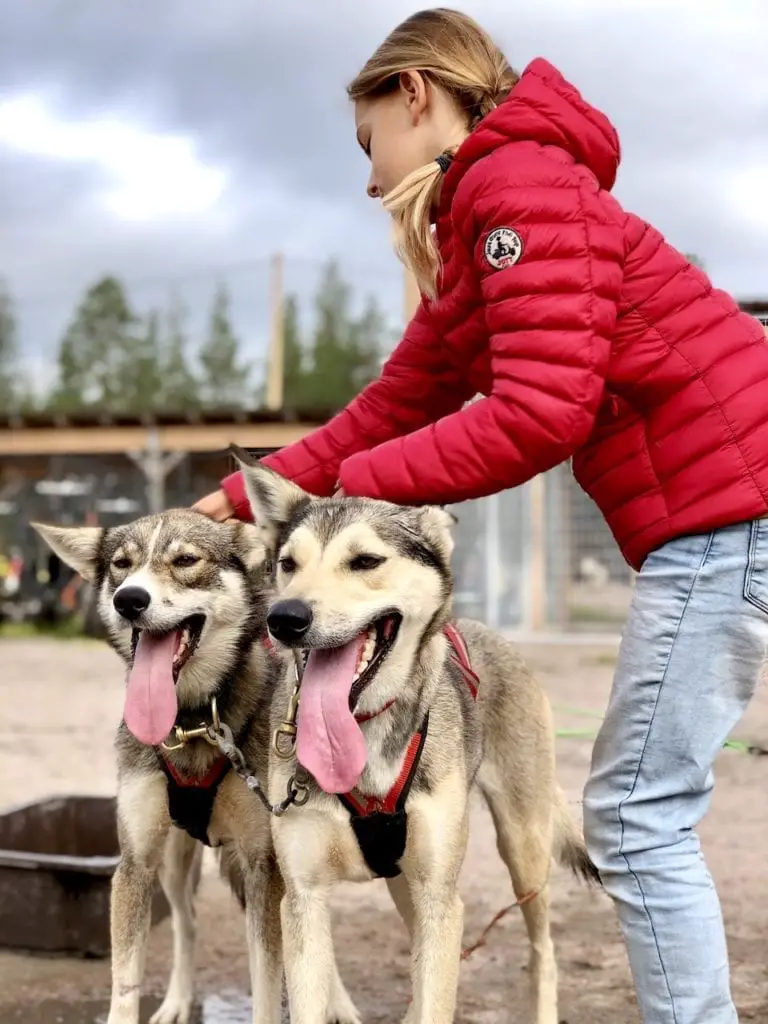 Amazing Dog Sledging In Rovaniemi With Kids - At Bearhill Husky Tours | Visiting Rovaniemi with kids | Lapland travel with kids | World schooling in Lapland | Visit Rovaniemi | Alaskan huskies in Finland | Finnish experience in Rovaniemi with kids | Best husky kennels in the world | Finland travel with kids | #rovaniemi #alaskanhuskies #doglover #bearhillhuskytours #rovaniemiwithkids #dogsledging #dogsledgingwithkids 