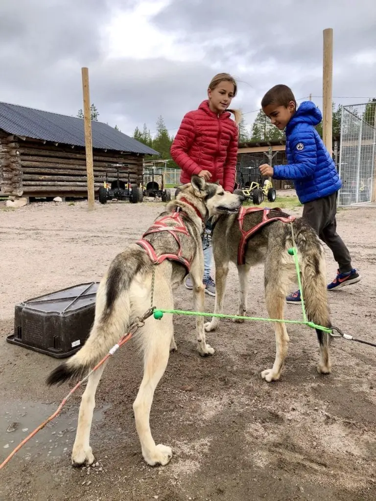 Amazing Dog Sledging In Rovaniemi With Kids - At Bearhill Husky Tours | Visiting Rovaniemi with kids | Lapland travel with kids | World schooling in Lapland | Visit Rovaniemi | Alaskan huskies in Finland | Finnish experience in Rovaniemi with kids | Best husky kennels in the world | Finland travel with kids | #rovaniemi #alaskanhuskies #doglover #bearhillhuskytours #rovaniemiwithkids #dogsledging #dogsledgingwithkids 