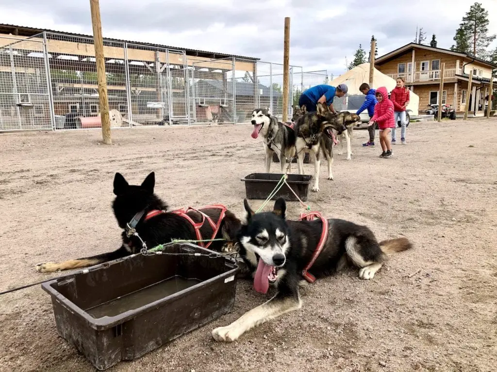 Amazing Dog Sledging In Rovaniemi With Kids - At Bearhill Husky Tours | Visiting Rovaniemi with kids | Lapland travel with kids | World schooling in Lapland | Visit Rovaniemi | Alaskan huskies in Finland | Finnish experience in Rovaniemi with kids | Best husky kennels in the world | Finland travel with kids | #rovaniemi #alaskanhuskies #doglover #bearhillhuskytours #rovaniemiwithkids #dogsledging #dogsledgingwithkids 