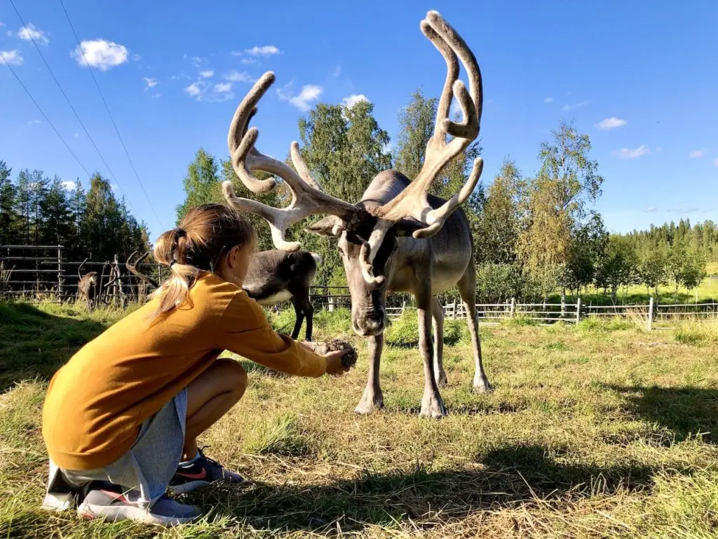 The Perfect Arctic Adventure In Rovaniemi - With Wild About Lapland | Reindeer encounter Rovaniemi | Meeting reindeer with kids | Rovaniemi with kids | Travel tours in Lapland | Visiting Lapland | Visit Rovaniemi | Rovaniemi with kids | Canoe trip in Rovaniemi | #rovaniemi #wildaboutlapland #lapland #visitlapland #vistrovaniemi #rovaniemiwithkids #finlandwithkids #finlandtravel