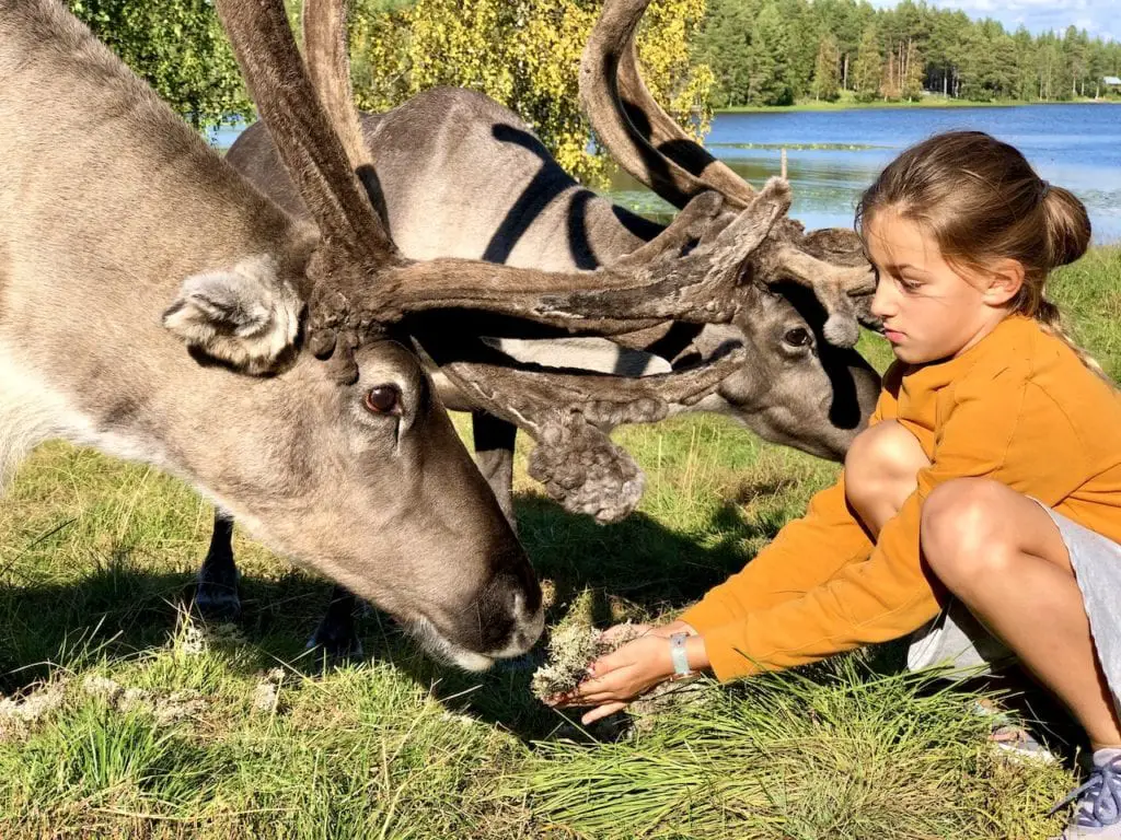 The Perfect Arctic Adventure In Rovaniemi - With Wild About Lapland | Reindeer encounter Rovaniemi | Meeting reindeer with kids | Rovaniemi with kids | Travel tours in Lapland | Visiting Lapland | Visit Rovaniemi | Rovaniemi with kids | Canoe trip in Rovaniemi | #rovaniemi #wildaboutlapland #lapland #visitlapland #vistrovaniemi #rovaniemiwithkids #finlandwithkids #finlandtravel