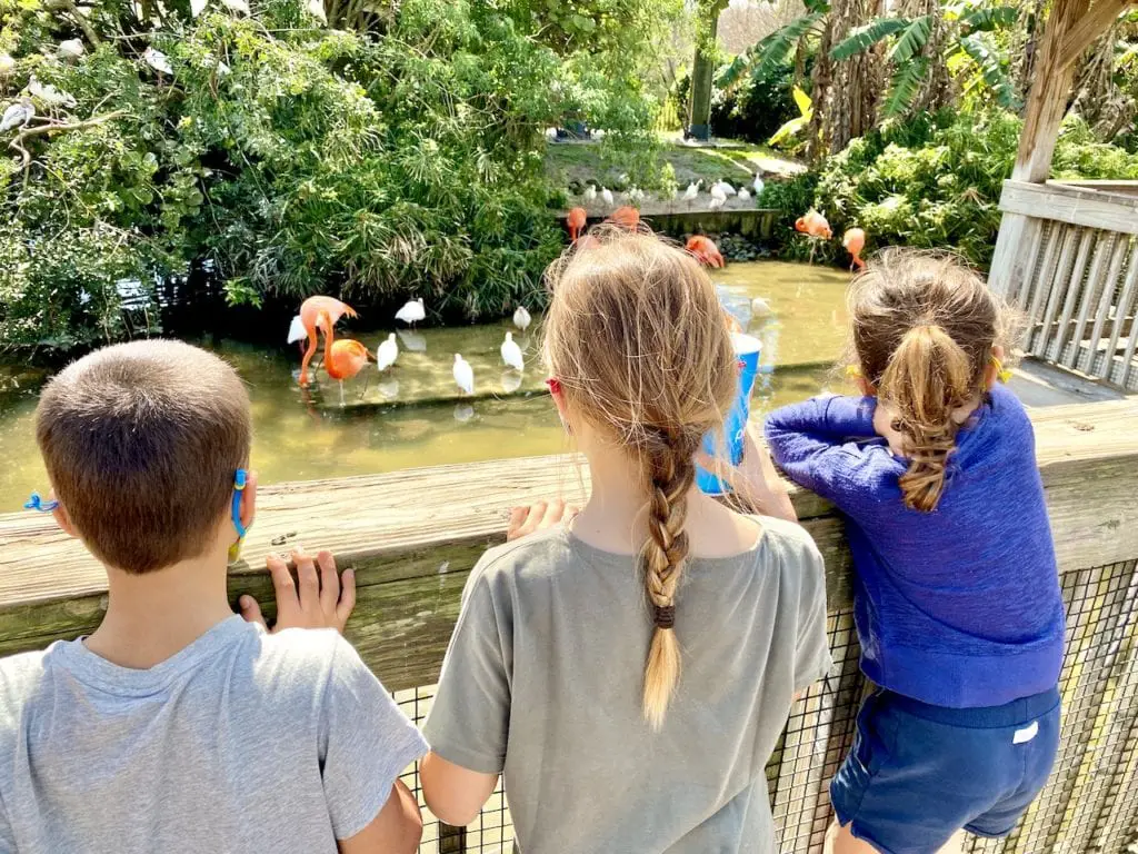 What To Do In Orlando With Kids - A 3-Day Itinerary For The Perfect Family Getaway | Visit Orlando | Orlando with kids | What to do in Orlando besides the theme parks | Gatorland Orlando | Orlando Tree Trek Adventure Park | Where to see alligators in Orlando | Wild Florida | Where to ride airboats in Orlando | #visitorlando #hosted #wildflorida #loveorlando #gatorland #treetrek #orlandotreetrek #orlandowithkids