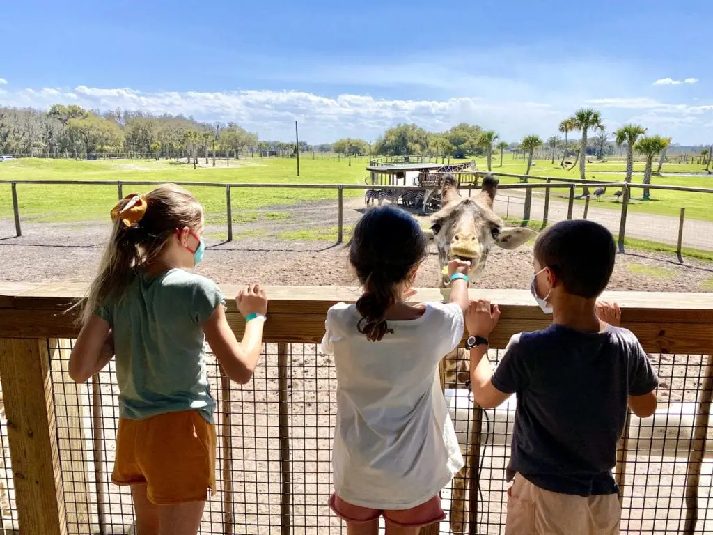 What To Do In Orlando With Kids - A 3-Day Itinerary For The Perfect Family Getaway | Visit Orlando | Orlando with kids | What to do in Orlando besides the theme parks | Gatorland Orlando | Orlando Tree Trek Adventure Park | Where to see alligators in Orlando | Wild Florida | Where to ride airboats in Orlando | #visitorlando #hosted #wildflorida #loveorlando #gatorland #treetrek #orlandotreetrek #orlandowithkids